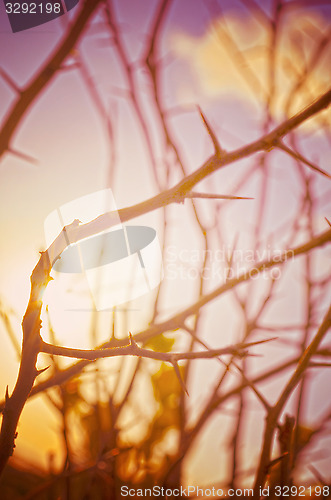 Image of Autumn forest tree with sunset