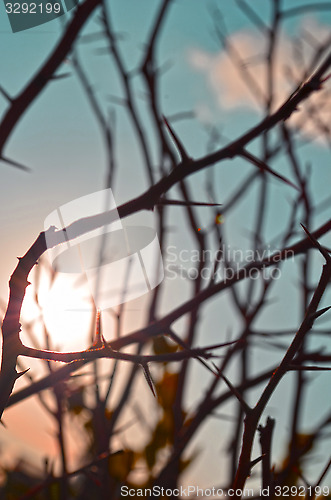 Image of Autumn forest tree with sunset