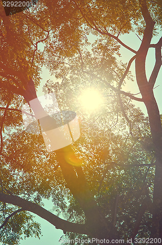 Image of Autumn forest tree with sunset