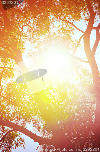 Image of Autumn forest tree with sunset