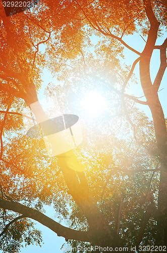 Image of Autumn forest tree with sunset