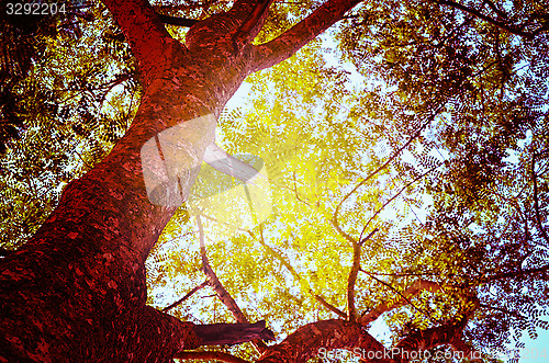 Image of Autumn forest tree with sunset