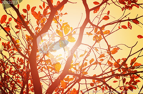 Image of Autumn forest tree with sunset