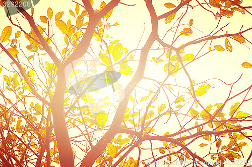 Image of Autumn forest tree with sunset