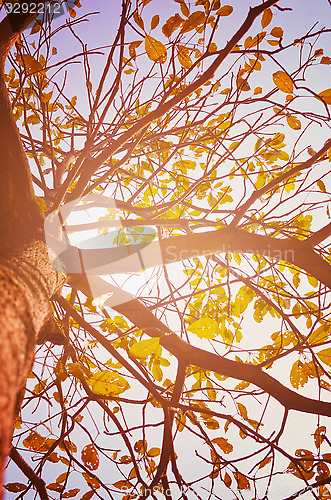 Image of Autumn forest tree with sunset