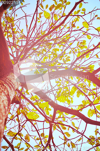 Image of Autumn forest tree with sunset