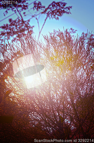 Image of Autumn forest tree with sunset