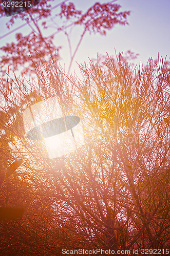 Image of Autumn forest tree with sunset