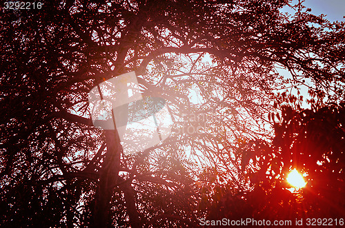 Image of Autumn forest tree with sunset