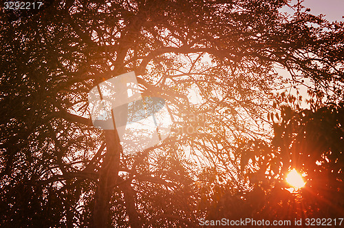 Image of Autumn forest tree with sunset