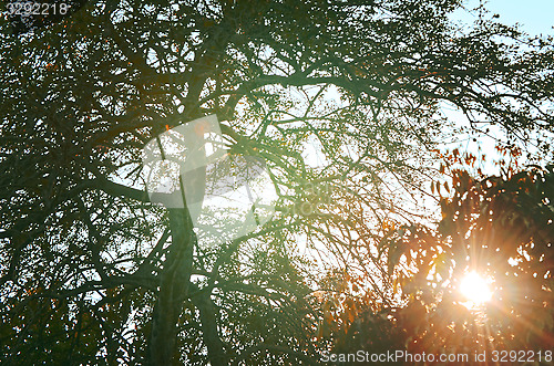 Image of Autumn forest tree with sunset