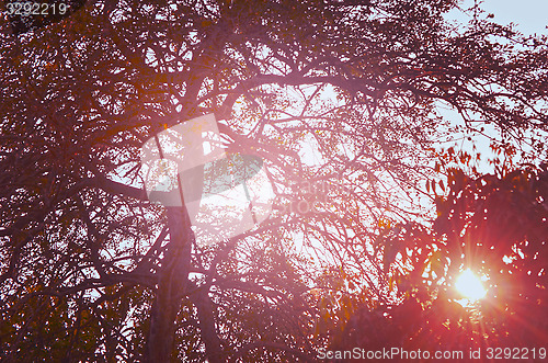 Image of Autumn forest tree with sunset