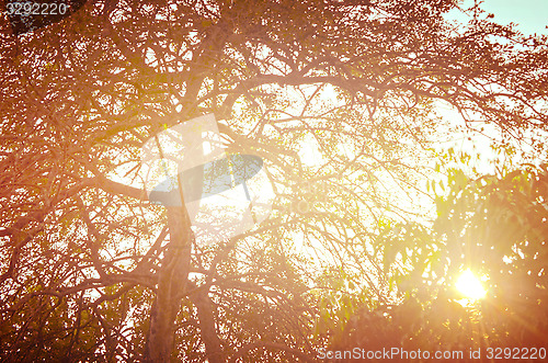 Image of Autumn forest tree with sunset