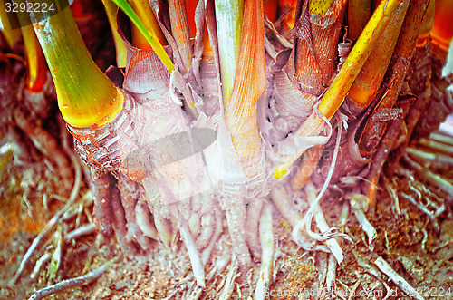 Image of Close up portrait of Natural Autumn tree