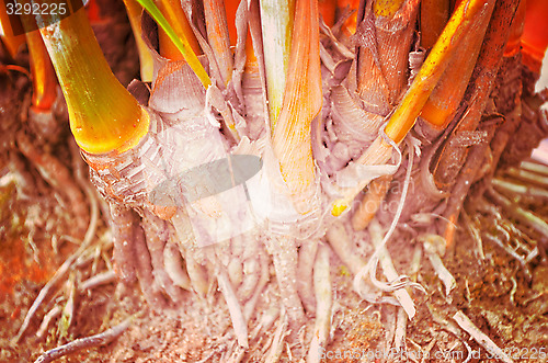 Image of Close up portrait of Natural Autumn tree