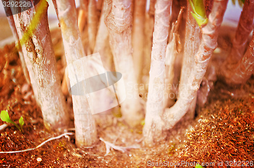 Image of Close up portrait of Natural Autumn tree