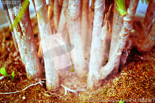 Image of Close up portrait of Natural Autumn tree