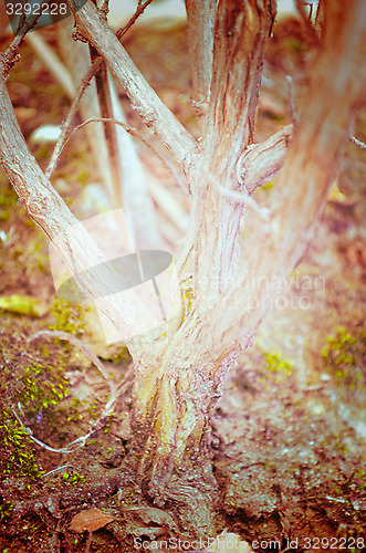 Image of Close up portrait of Natural Autumn tree