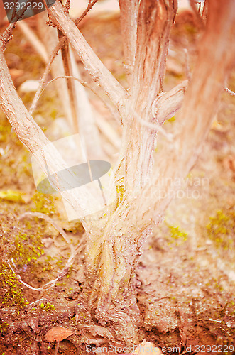 Image of Close up portrait of Natural Autumn tree