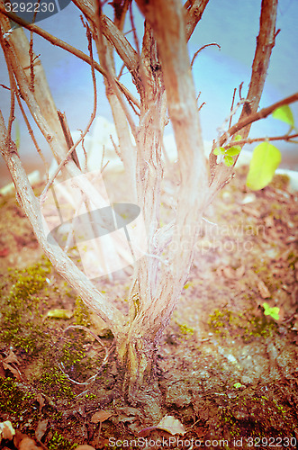 Image of Close up portrait of Natural Autumn tree