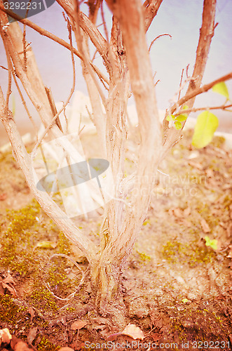 Image of Close up portrait of Natural Autumn tree