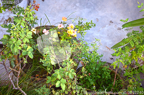 Image of Garden in house