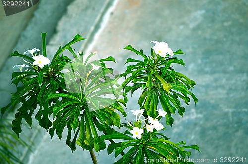 Image of Flower tree