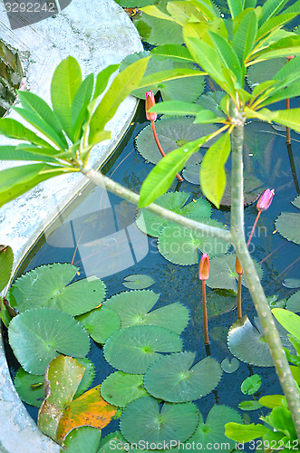 Image of Garden in house