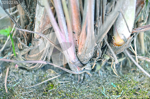 Image of Close-Up Of green Tree