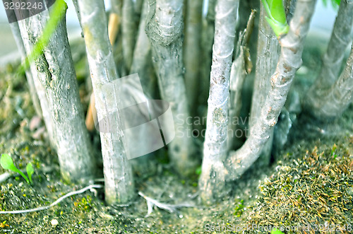 Image of Close-Up Of green Tree