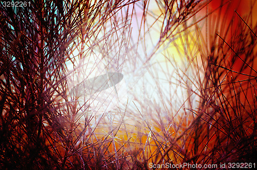 Image of Autumn tree leaf and sky fine nature background.