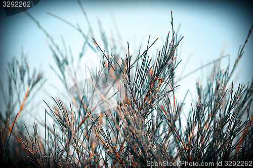 Image of Autumn tree leaf and sky fine nature background.