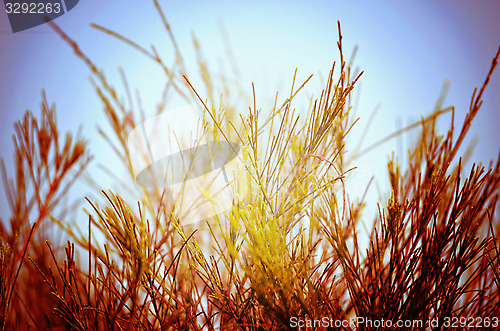 Image of Autumn tree leaf and sky fine nature background.