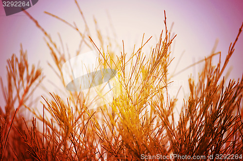 Image of Autumn tree leaf and sky fine nature background.