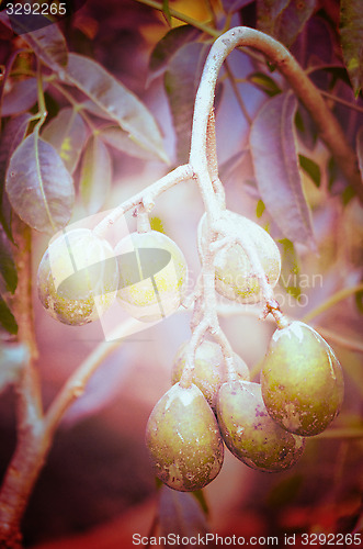 Image of Olives in natural branch