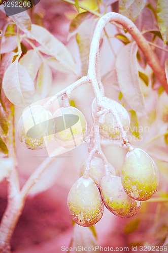 Image of Olives in natural branch