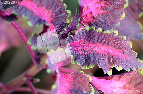 Image of Colorful leaf