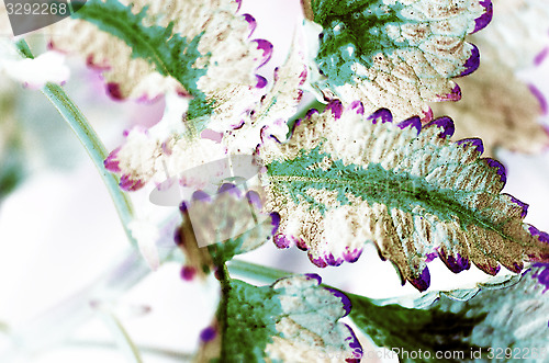 Image of Colorful leaf