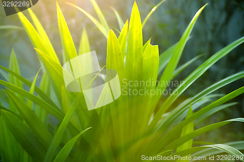 Image of Green grass leaf