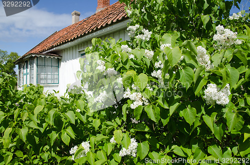 Image of Blossom white lilacs