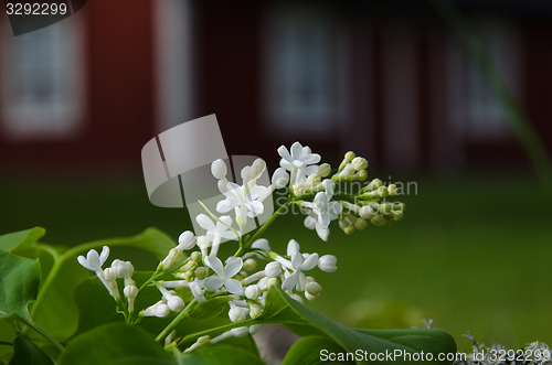 Image of White lilacs flowers