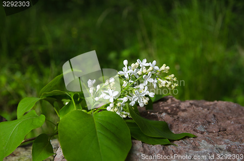 Image of Branch of white lilacs