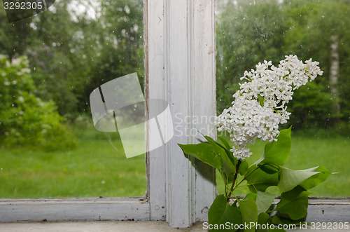 Image of White lilacs window decoration