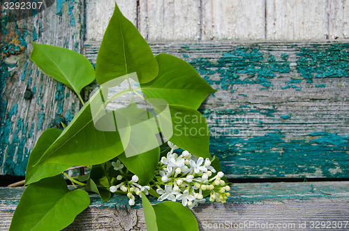 Image of White lilacs branch