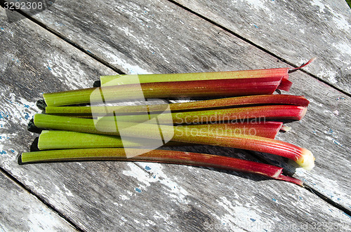 Image of Colorful rhubarb stalks