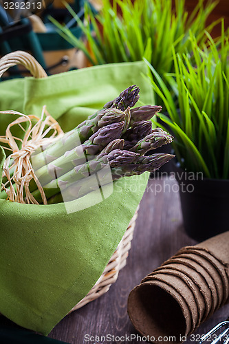 Image of Fresh green asparagus with garden tools