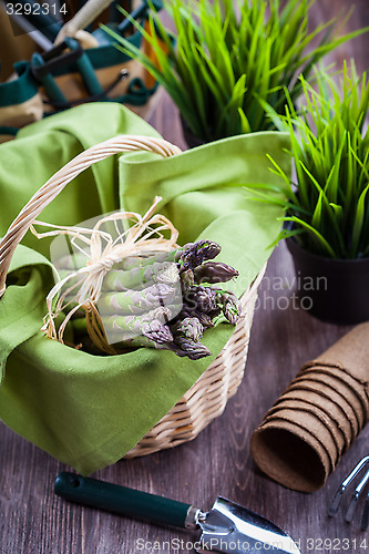 Image of Fresh green asparagus with garden tools