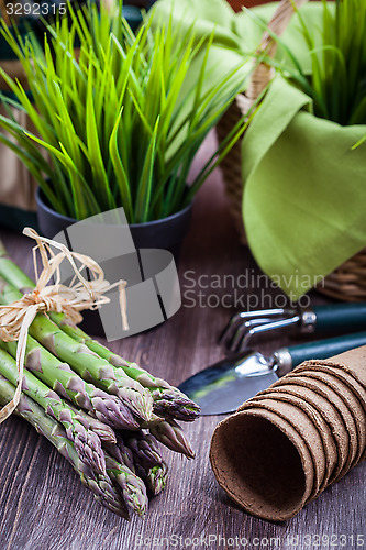 Image of Fresh green asparagus with garden tools