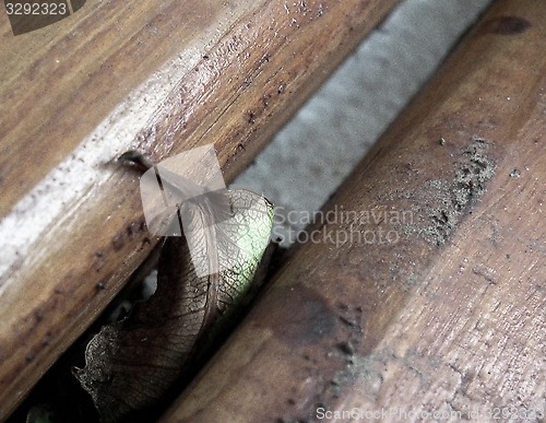 Image of Dried leaf