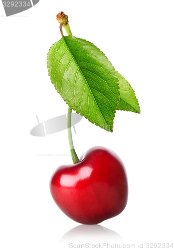 Image of Cherry with leaf